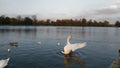 Swan dancing in a lake Royalty Free Stock Photo