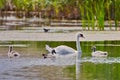 Swan in Danube Delta Royalty Free Stock Photo