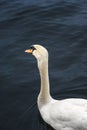 Swan on dark blue water on Limmat river. Waterbird portrait Royalty Free Stock Photo