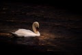 Swan on Dark and Gold Water Royalty Free Stock Photo