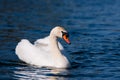 Swan On Deep Blue Water Royalty Free Stock Photo