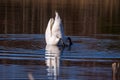 the swan dived for prey Royalty Free Stock Photo