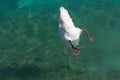 Swan dived into the water Royalty Free Stock Photo