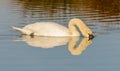 Swan diving head into water Royalty Free Stock Photo