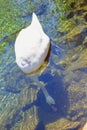 Swan diving in the lake of Crimea. Royalty Free Stock Photo