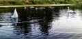 A swan diving under the water Royalty Free Stock Photo