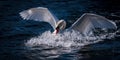 Swan Diving Into Water Royalty Free Stock Photo