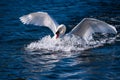 Swan Diving Into Water Royalty Free Stock Photo