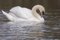 A swan dozing on the water