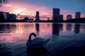 Swan in a dramatic sunset in Lake Eola Royalty Free Stock Photo