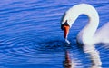Swan drink water Royalty Free Stock Photo