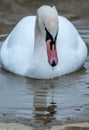 Swan close up Malta Royalty Free Stock Photo