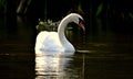 Swan Droplets