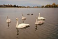 Swan, duck birds on pond water in Reykjavik, Iceland