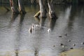 swan, duck or cormorant at danube river