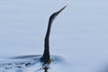 Swan / duck is swimming in a lake / yellow river kakadu national park australia silhouette