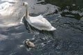 swan, duckling and light reflections in Sile river water, Treviso, Italy Royalty Free Stock Photo