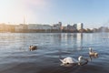 Swan and ducks floating on Alster Lake in Hamburg, Germany