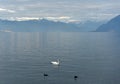 Swan and ducks on Lake Geneva in Lausanne, Switzerland