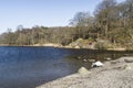 Swan and ducks near the shore of Lake Grasmere in the Lake District, Cumbria, England. Royalty Free Stock Photo