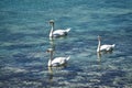 Swan ducks swimming in the blue water on a sunny day Royalty Free Stock Photo