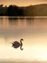 Swan at Dusk