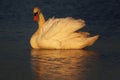 Swan in the early evening sunlight Royalty Free Stock Photo