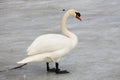 A swan is eating