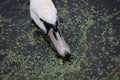 Swan eating algae in a pool of water
