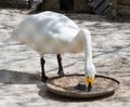 Swan eating food