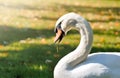 Swan eating grass