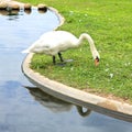 Swan eating grass