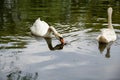 Swan eating in a lake Royalty Free Stock Photo