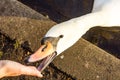 Swan eating from someone's hand