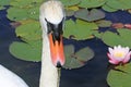 Swan eating water weed on a lake Royalty Free Stock Photo