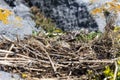 Swan eggs in a nest of reeds, natural environment background. Royalty Free Stock Photo