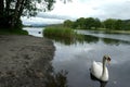 Swan on Elter Water Royalty Free Stock Photo