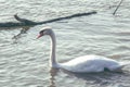 Swan is enjoying the sun, Dunav River, Belgrade, Serbia Royalty Free Stock Photo