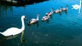 Swan familie on danube river Royalty Free Stock Photo