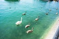 Swan familiy at lake zurich in switzerland Royalty Free Stock Photo