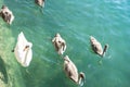 Swan familiy at lake zurich in switzerland Royalty Free Stock Photo