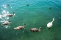 Swan familiy at lake zurich in switzerland Royalty Free Stock Photo