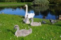 Swan family Royalty Free Stock Photo