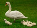 Cisne familia 