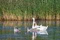 Swan family Royalty Free Stock Photo