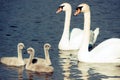 Swan family Royalty Free Stock Photo