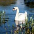 Swan family Royalty Free Stock Photo