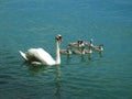 Swan family Royalty Free Stock Photo