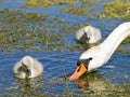 Swan family Royalty Free Stock Photo