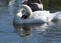 A swan family, an adult is preening with a cygnet in the background